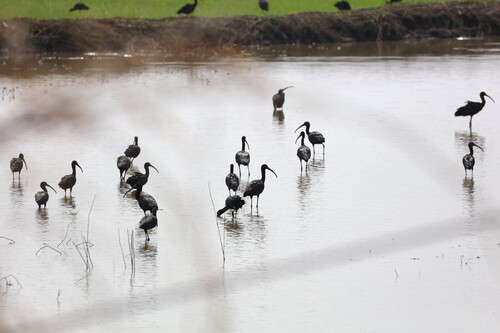 Glossy Ibis