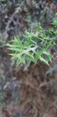 Colletia paradoxa