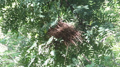 Phacellodomus sibilatrix