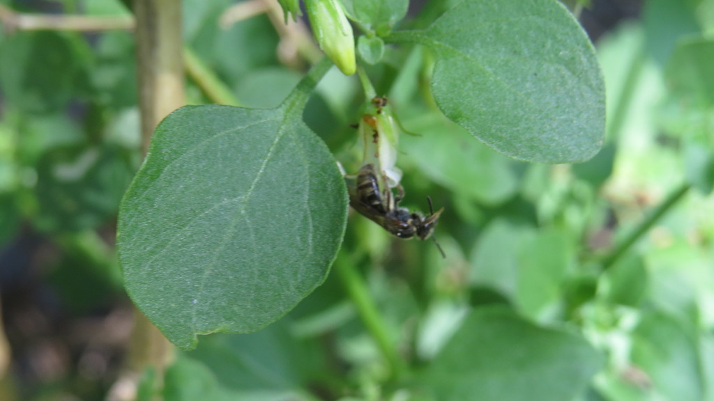 Pseudagapostemon puelchanus
