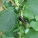 Pseudagapostemon puelchanus - Photo (c) Leonel Roget, algunos derechos reservados (CC BY), subido por Leonel Roget