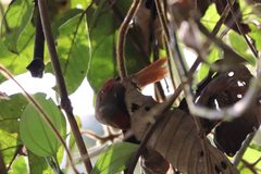 Cranioleuca erythrops