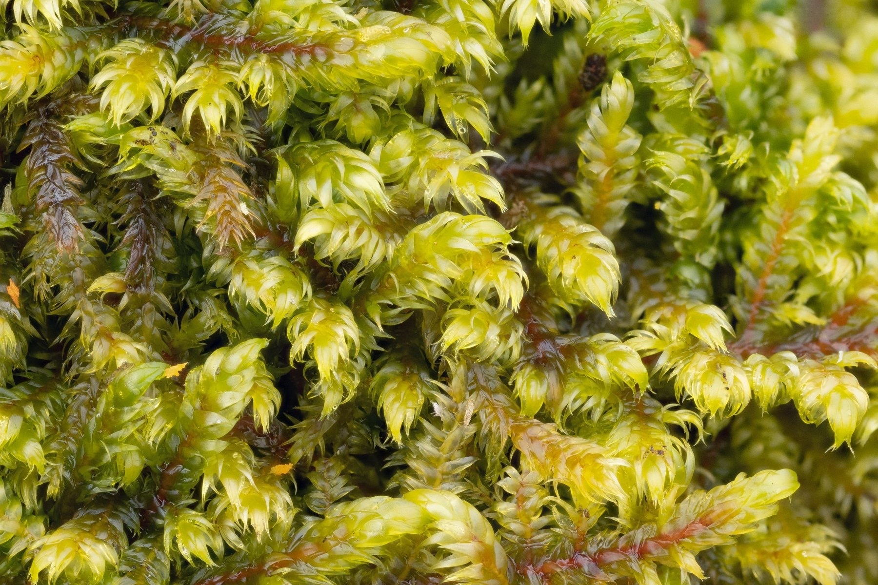 Pylaisiaceae