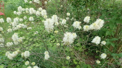 Fothergilla