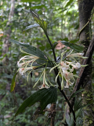 Corymborkis veratrifolia observed 2026-02-19