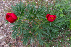 Paeonia peregrina