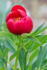 Paeonia peregrina