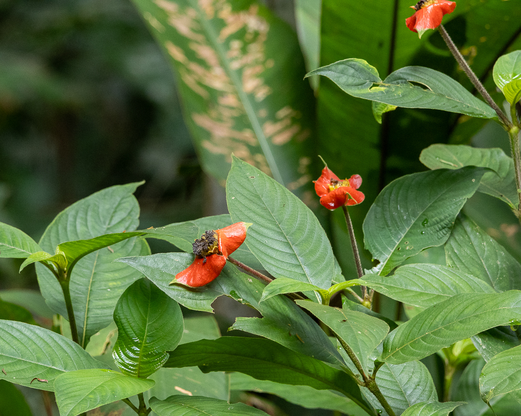 Palicourea tomentosa