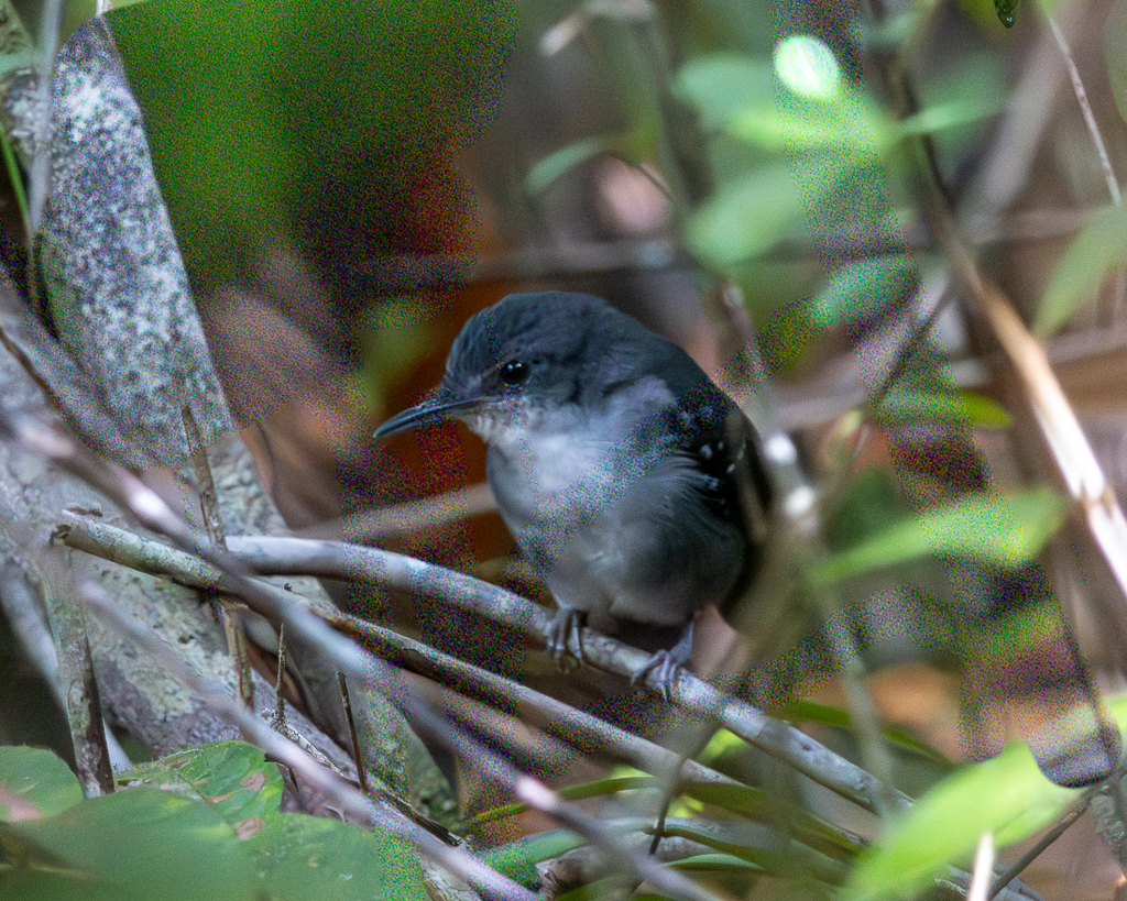 Yapacana Antbird