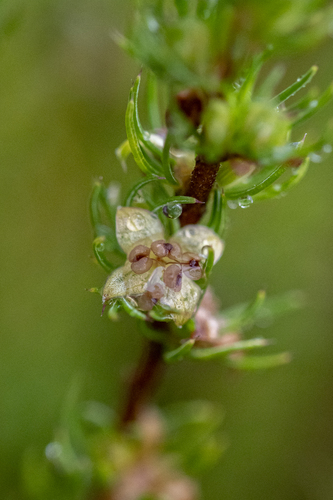 Rib Caperose (Cliffortia subsetacea)