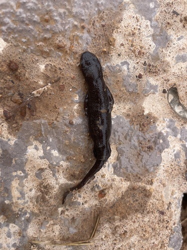Magu’s Fire-bellied Newt