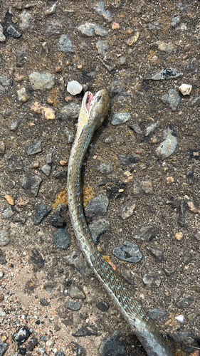 Boomslang