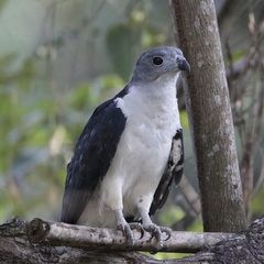 Gray-Headed Kite photo 5