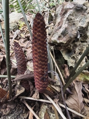 Zamia pumila, photograph (c) fmunoz, some rights reserved (CC BY)