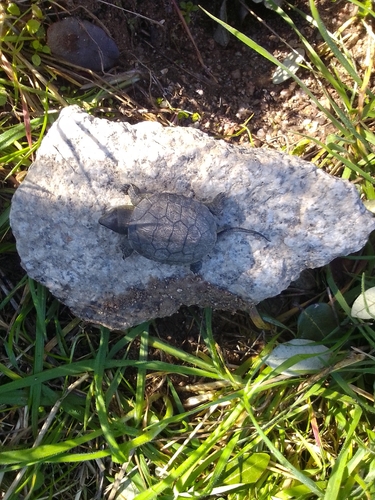 Mediterranean Pond Turtle