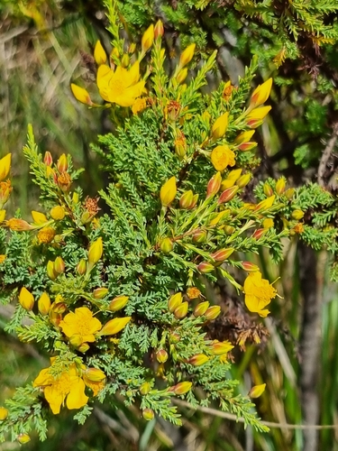 Hypericum laricifolium