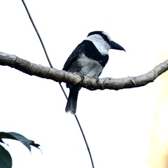 Notharchus hyperrhynchus image