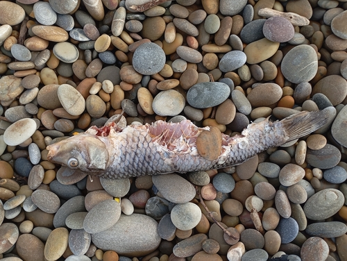 Cyprinus carpio