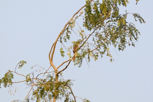 Striated Grassbird