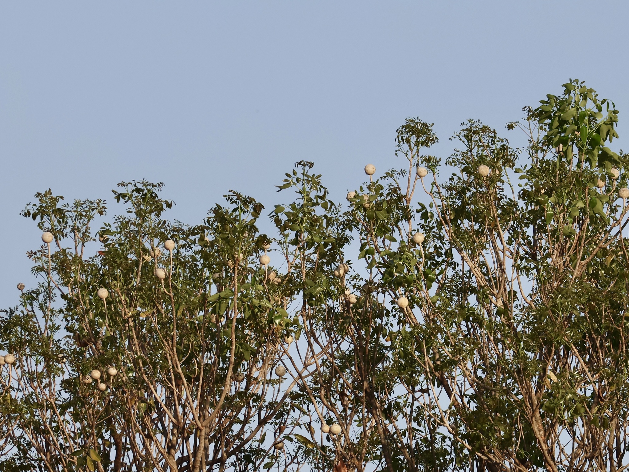 Senegal Mahogany (Khaya senegalensis)