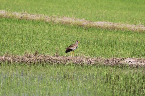 Grey-headed Lapwing