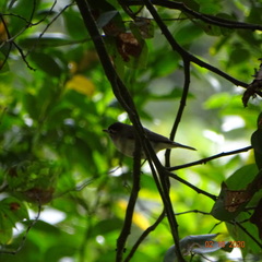 Vireo leucophrys