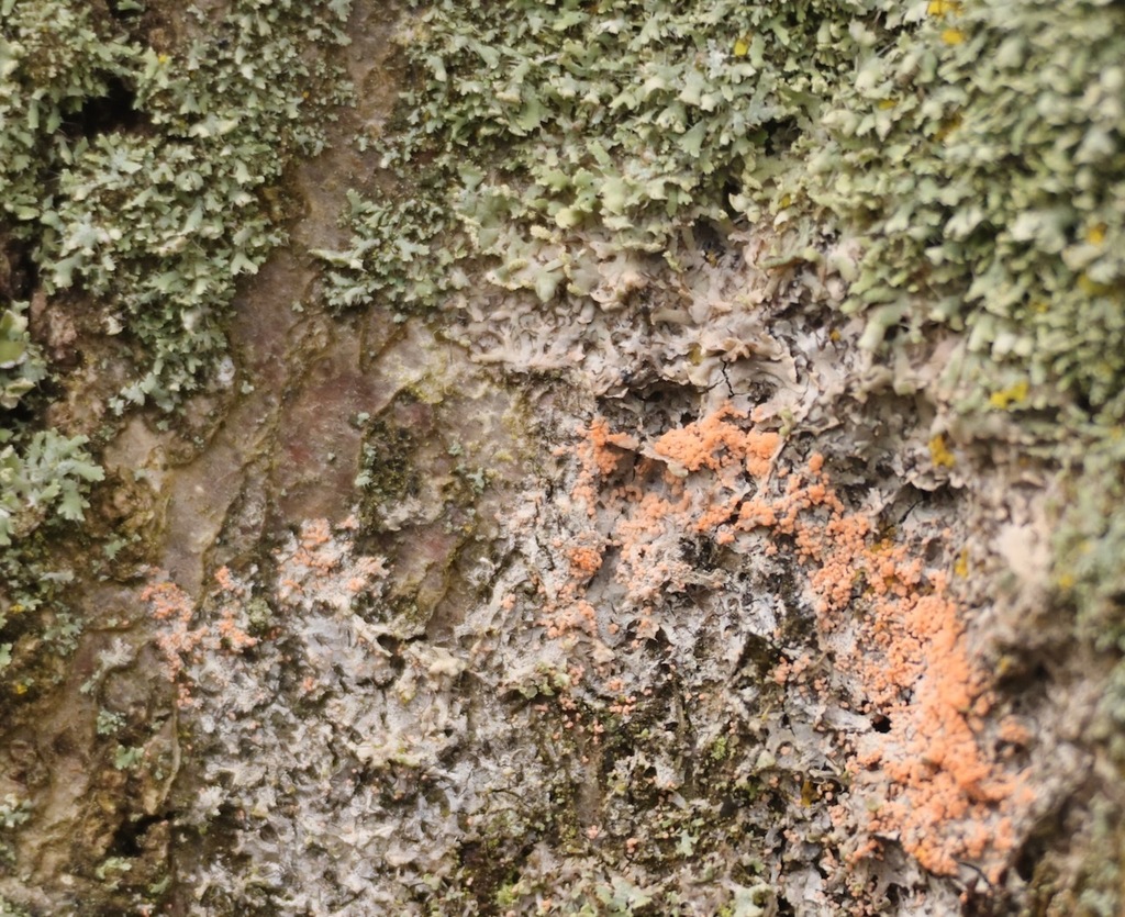 Erythricium aurantiacum · February 2026 · photo: © jerry2018 (iNaturalist, cc0)