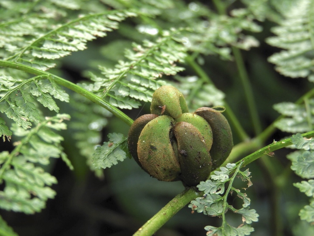 Monachosorum henryi
