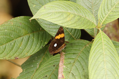 Adelpha leucophthalma
