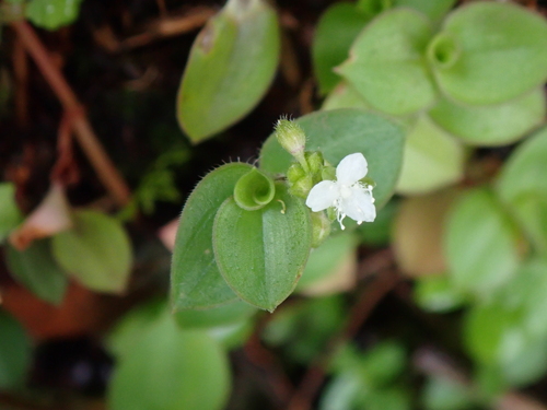 Slender callisia (Callisia gracilis)