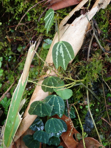 Passiflora trifasciata (Passiflora trifasciata)