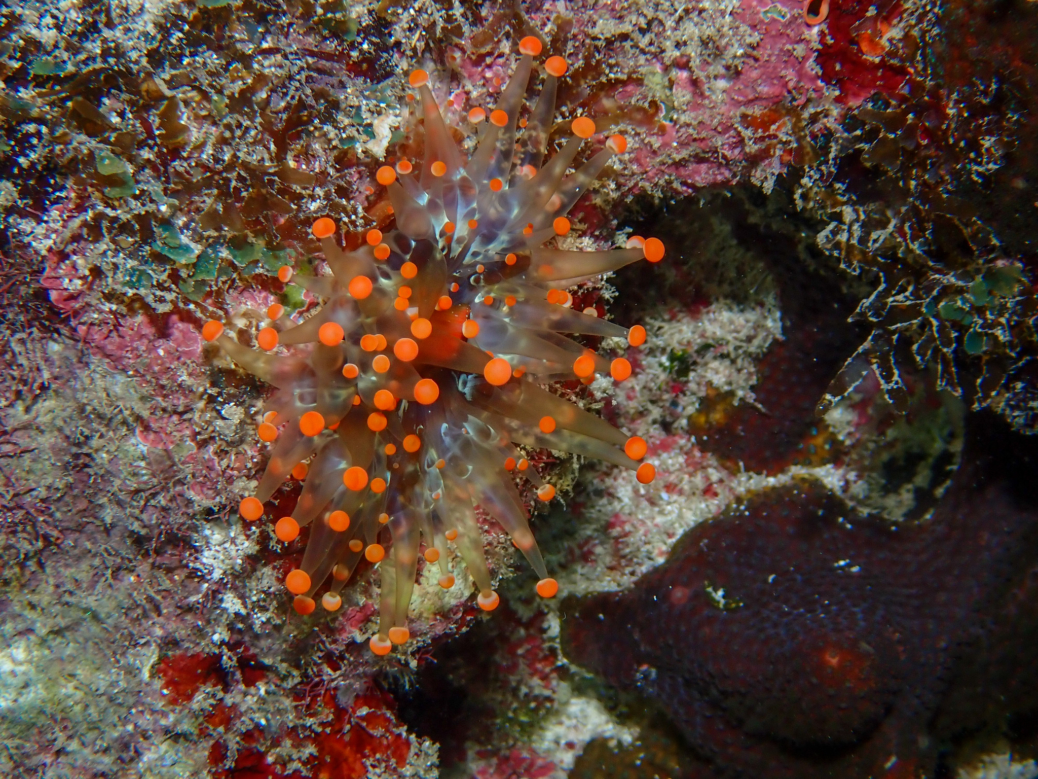 Pseudocorynactis caribbeorum Den Hartog, 1980