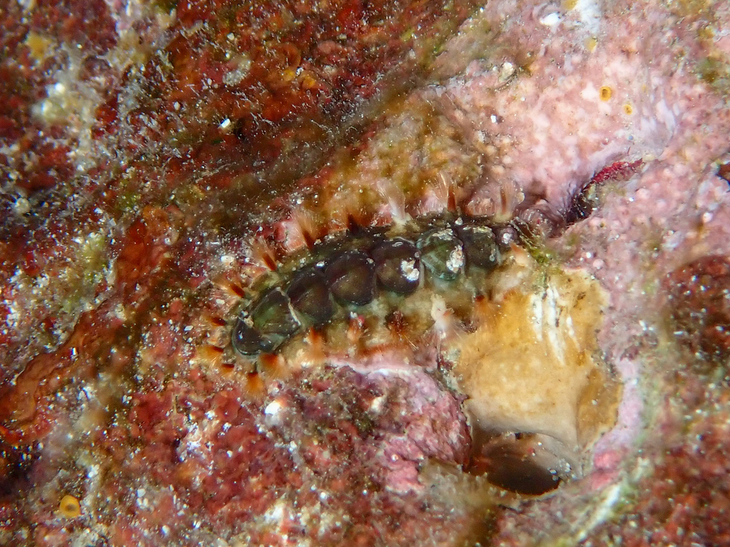 Acanthochitona astrigera