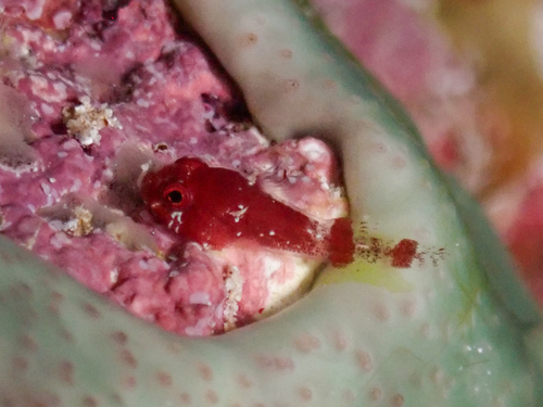Red clingfish (Acyrtus rubiginosus) — Gobiesocidae
