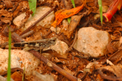 Aiolopus thalassinus rodericensis