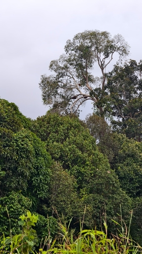 Koompassia excelsa