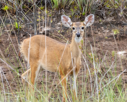 Venezuelan White-tailed Deer