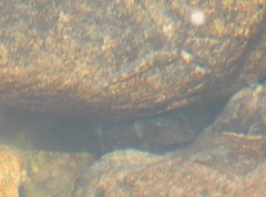 Rhinogobius duospilus