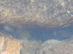 Rhinogobius duospilus