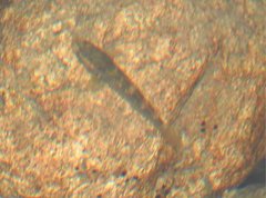 Rhinogobius duospilus