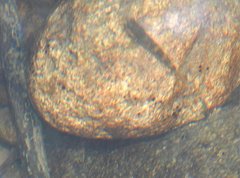 Rhinogobius duospilus