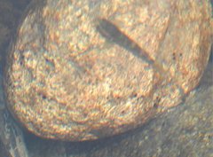 Rhinogobius duospilus