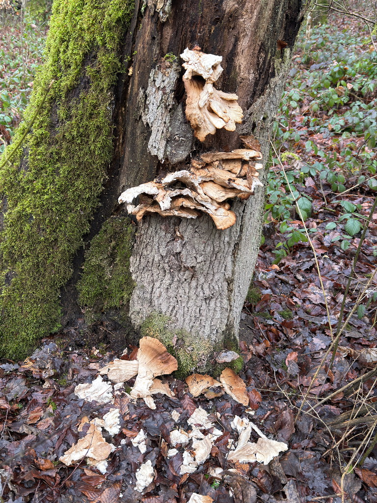 Laetiporus sulphureus · February 2026 · photo: © codrin_bucur (iNaturalist, cc-by)