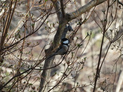 Parus minor
