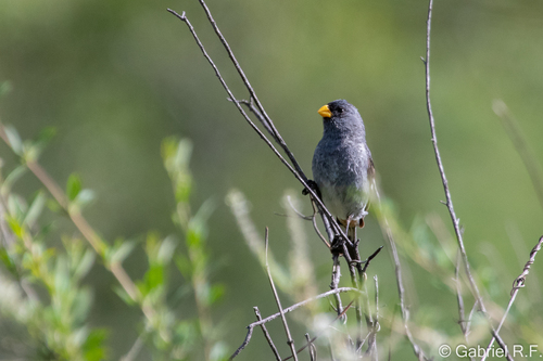 Band-tailed Seedeater (Catamenia analis), photo 3