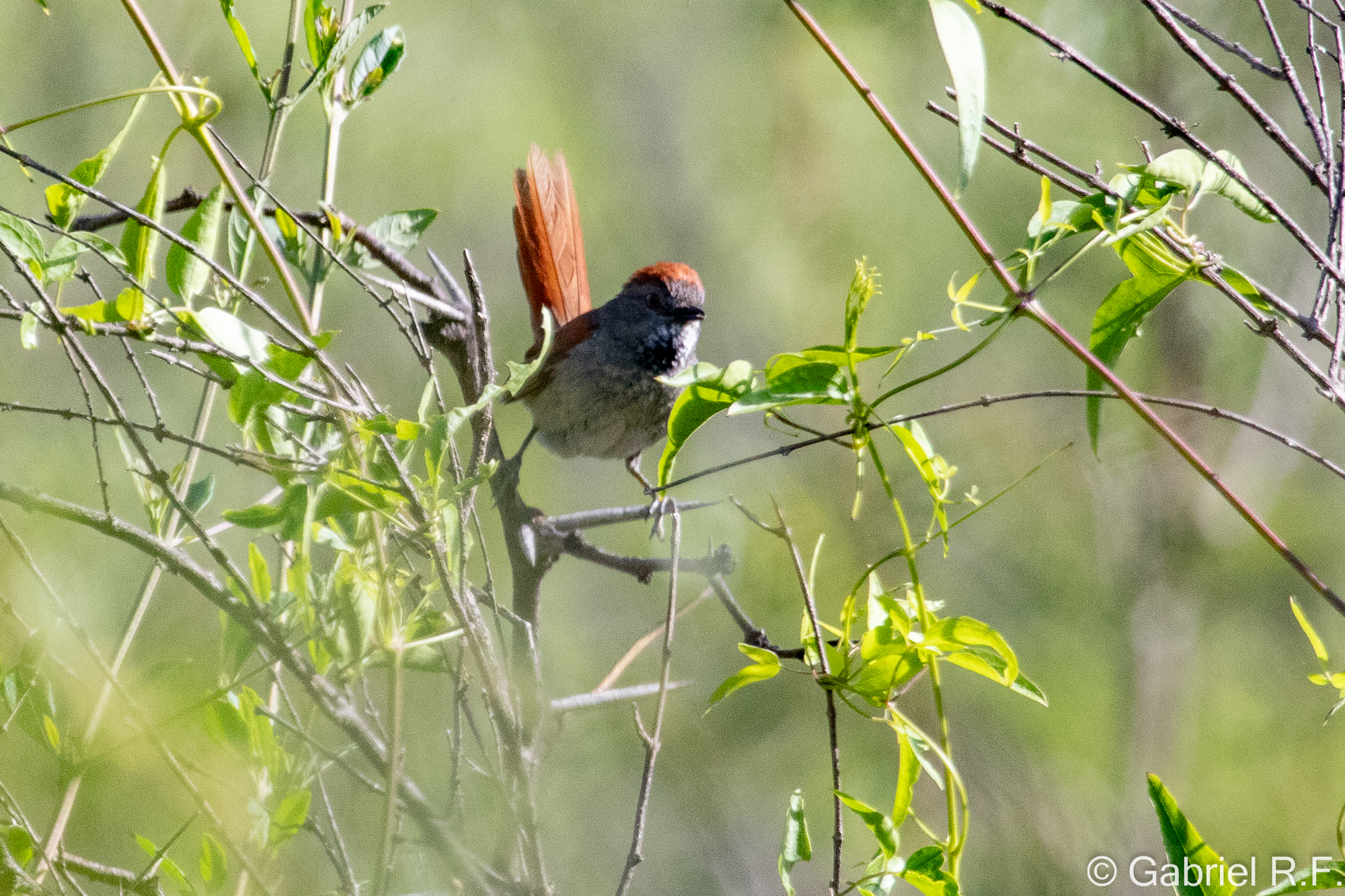 Sooty-fronted Spinetail (Synallaxis frontalis), photo 2