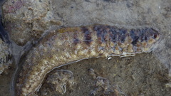 Holothuria impatiens