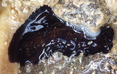 Marcusia ernesti