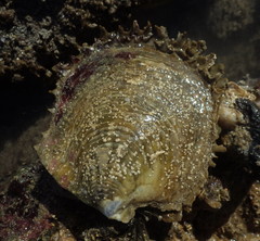 Pinctada mazatlanica