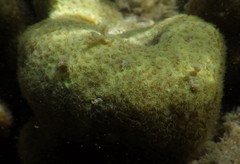 Porites panamensis